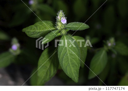 キツネノマゴ 117747174