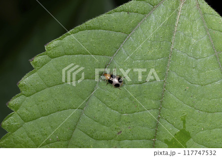 ヨツボシハムシ 117747532