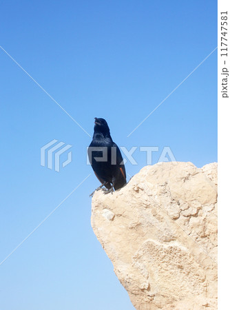 A bird sits on the ruins at Masada, an ancient Jewish fortress in Israel 117747581