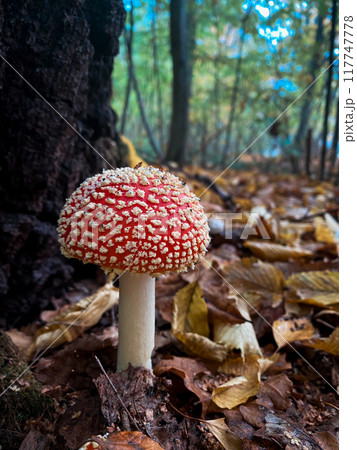 Vibrant Red Mushroom in Forest 117747778