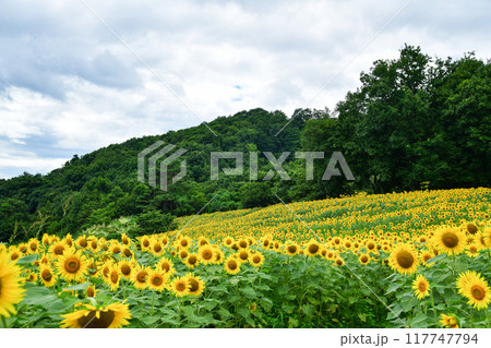 三ノ倉高原ひまわり畑 三ノ倉高原ひまわり畑 117747794