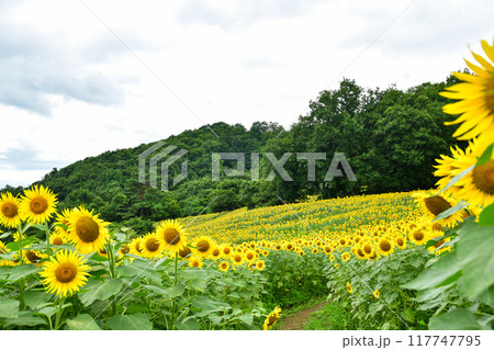 三ノ倉高原ひまわり畑 117747795