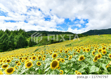 三ノ倉高原ひまわり畑 117747797