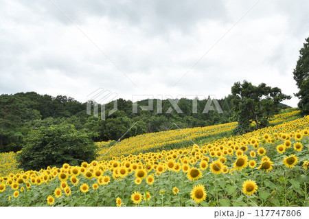 三ノ倉高原ひまわり畑 117747806