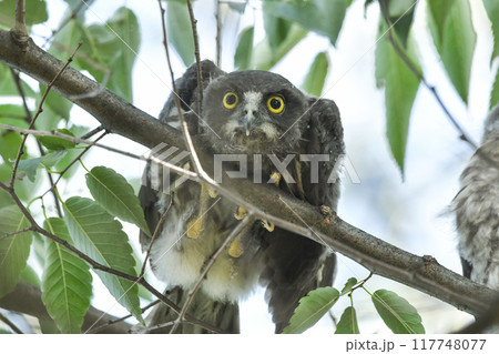 アオバズクの幼鳥 117748077