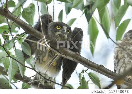 アオバズクの幼鳥 117748078