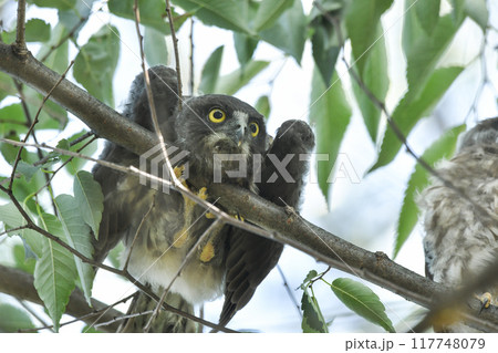 アオバズクの幼鳥 117748079