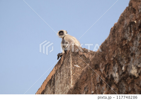 Gray Langur on Wall at Amber Fort in Jaipur, Rajasthan, India 117748286