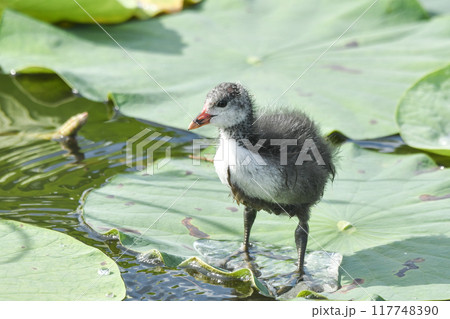 オオバンのひな 117748390