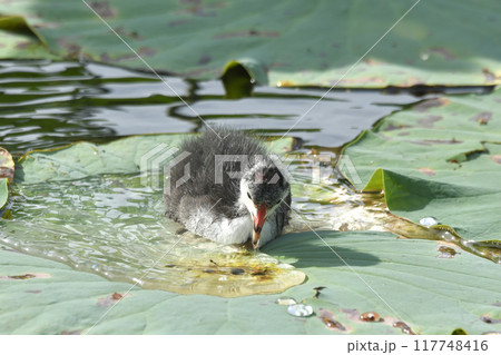 オオバンのひな 117748416