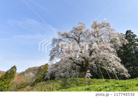秋山の駒ザクラ 秋山の駒ザクラ 117748538