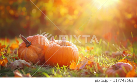 Autumn harvest, orange pumpkins on the ground Autumn harvest, orange pumpkins on the ground 117748562