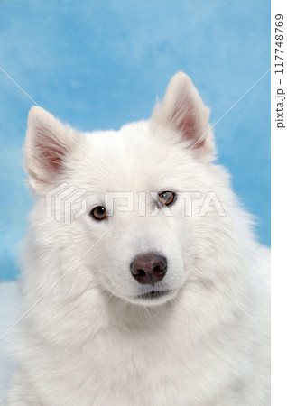 White dog 117748769