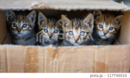 ダンボールの箱に入れられて捨てられた子猫の兄弟のイメージ ダンボールの箱に入れられて捨てられた子猫の兄弟のイメージ 117748918