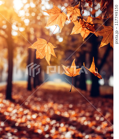 紅葉したモミジ 117749150