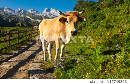 Cow of the Asturian mountain breed sits on a lawn in a national park 117749268