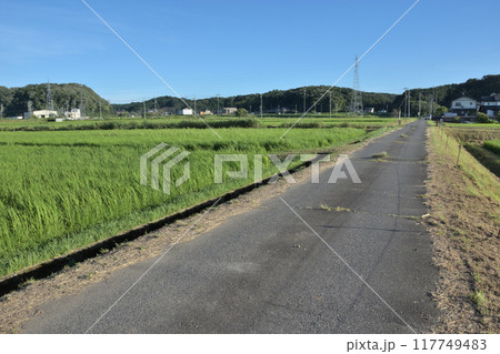 すくすく育つ田んぼの稲、真っすぐな農道 117749483