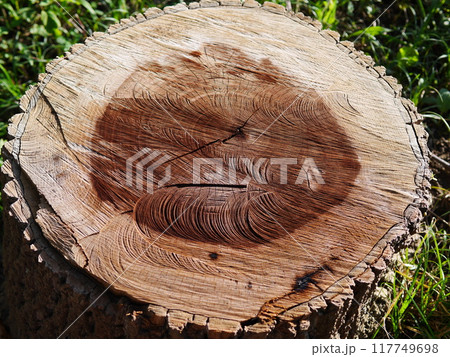 切り株に置かれた切り株 切り株に置かれた切り株 117749698