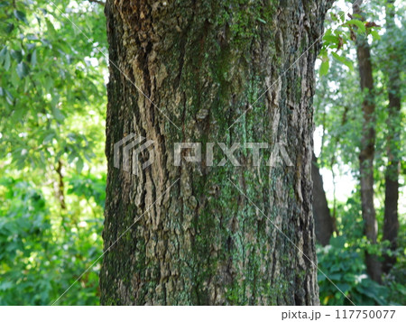 芝生のある公園 木々が元気に茂っている。 芝生のある公園 木々が元気に茂っている。 117750077