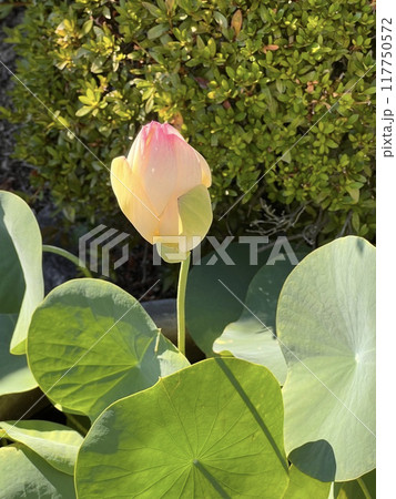 蓮の花のある風景 117750572