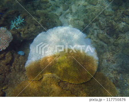 サンゴの白化現象 117750876