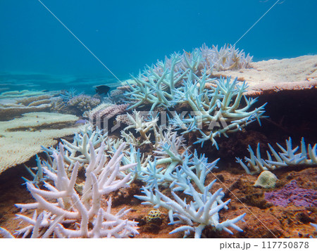 サンゴの白化現象 サンゴの白化現象 117750878