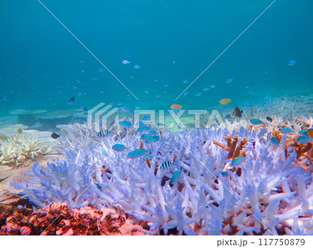 サンゴの白化現象 117750879