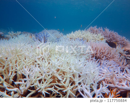 サンゴの白化現象 117750884