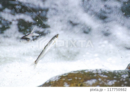 稚鮎の遡上 稚鮎の遡上 117750982