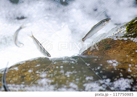 稚鮎の遡上 稚鮎の遡上 117750985