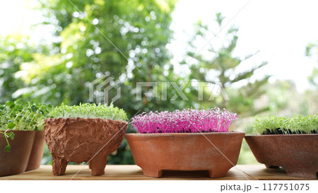 Red and green amaranth vegetables growing in a brown clay pot Microgreen gardening macro closeup 117751075