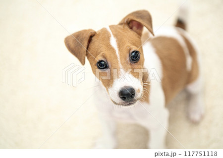 ジャックラッセルテリア 仔犬 ジャックラッセルテリア 仔犬 117751118