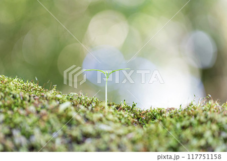 双葉 芽生え 双葉 芽生え 117751158