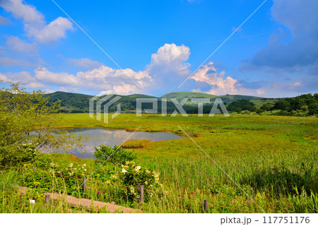 《長野県》下諏訪町 夏の八島湿原 《長野県》下諏訪町 夏の八島湿原 117751176