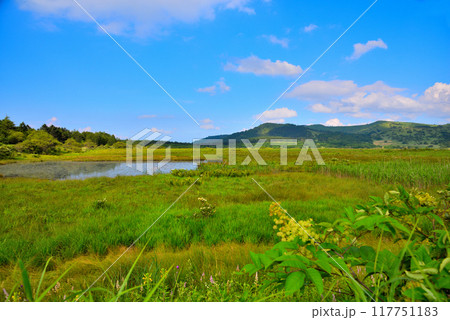 《長野県》下諏訪町　夏の八島湿原 117751183