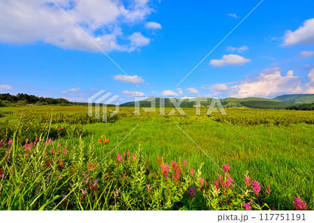 《長野県》下諏訪町　夏の八島湿原 117751191