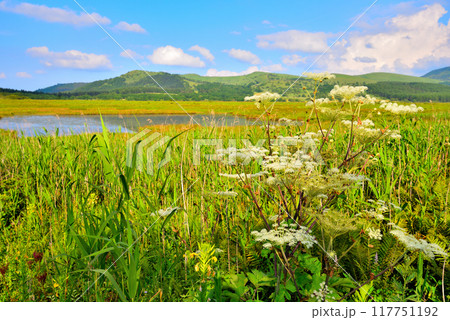 《長野県》下諏訪町　夏の八島湿原 117751192