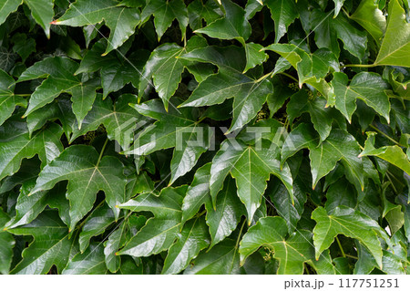 Green leafy background. Weaving ivy plant. Leaves of Japanese Ivy or Boston ivy Vitaceae Parthenocissus tricuspidata Veitchii Green leafy background. Weaving ivy plant. Leaves of Japanese Ivy or Boston ivy Vitaceae Parthenocissus tricuspidata Veitchii 117751251