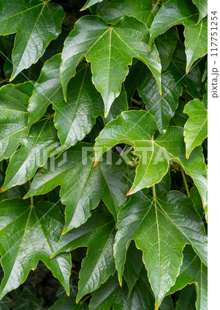 Green leafy background. Weaving ivy plant. Leaves of Japanese Ivy or Boston ivy Vitaceae Parthenocissus tricuspidata Veitchii 117751254