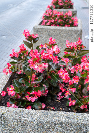 Pink begonias on a street flower bed. Red plant begonia. Flower arrangement in the garden. Gardening landscape design. Grow flowers outside. Flowering in summer. Simple plants tuberous Pink begonias on a street flower bed. Red plant begonia. Flower arrangement in the garden. Gardening landscape design. Grow flowers outside. Flowering in summer. Simple plants tuberous 117751316