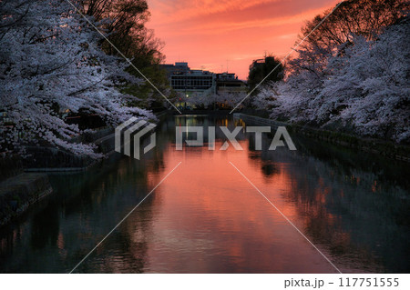 琵琶湖疎水の桜と夕焼け2023年春 117751555