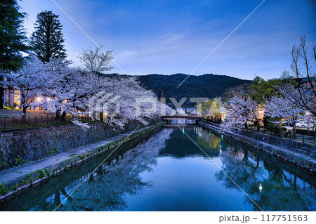 琵琶湖疎水の桜と夕焼け2023年春 117751563