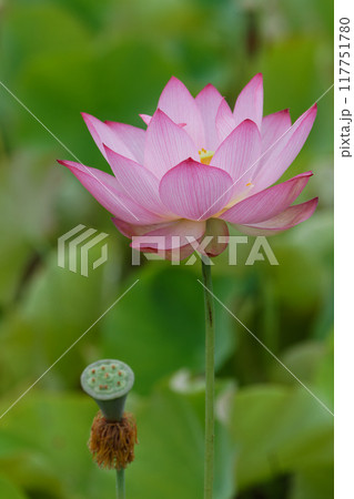 ピンクの蓮とシャワーヘッド 117751780