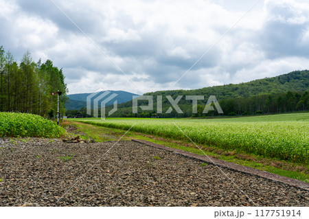 旧JR深名線 沼牛駅前に広がるそば畑 北海道 117751914
