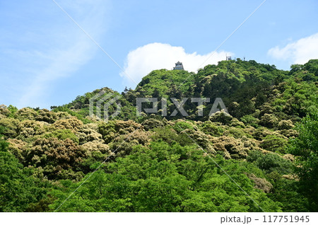 岐阜城金華山とツブラジイの木 岐阜城金華山とツブラジイの木 117751945