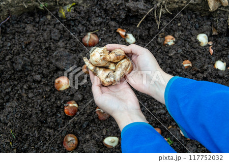 hands holding daffodil bulbs before planting in the ground 117752032