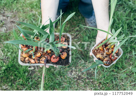 hands holding sprouted gladiolus bulbs before planting hands holding sprouted gladiolus bulbs before planting 117752049