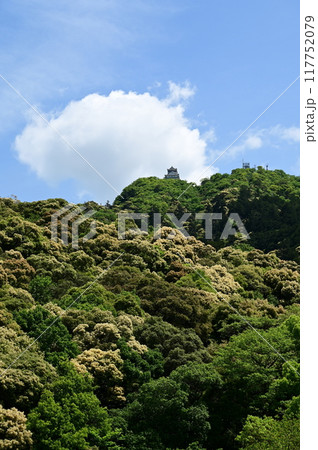 岐阜城金華山とツブラジイの木 岐阜城金華山とツブラジイの木 117752079
