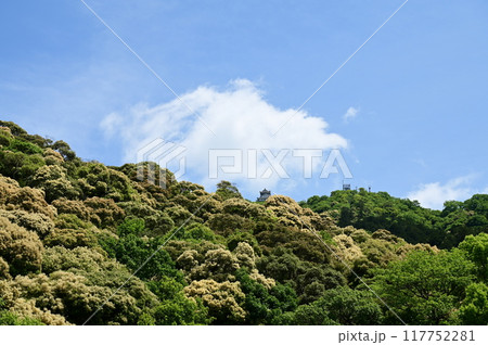 岐阜城金華山と見頃のツブラジイ 岐阜城金華山と見頃のツブラジイ 117752281
