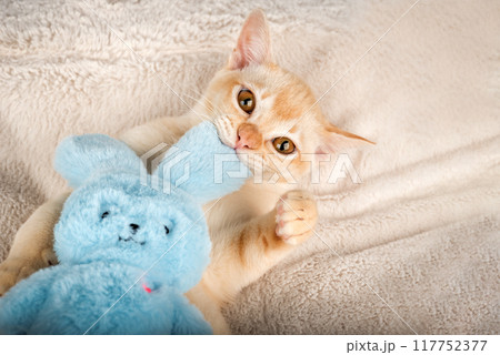 Kitten lies on a cozy blanket, hugging a toy. 117752377